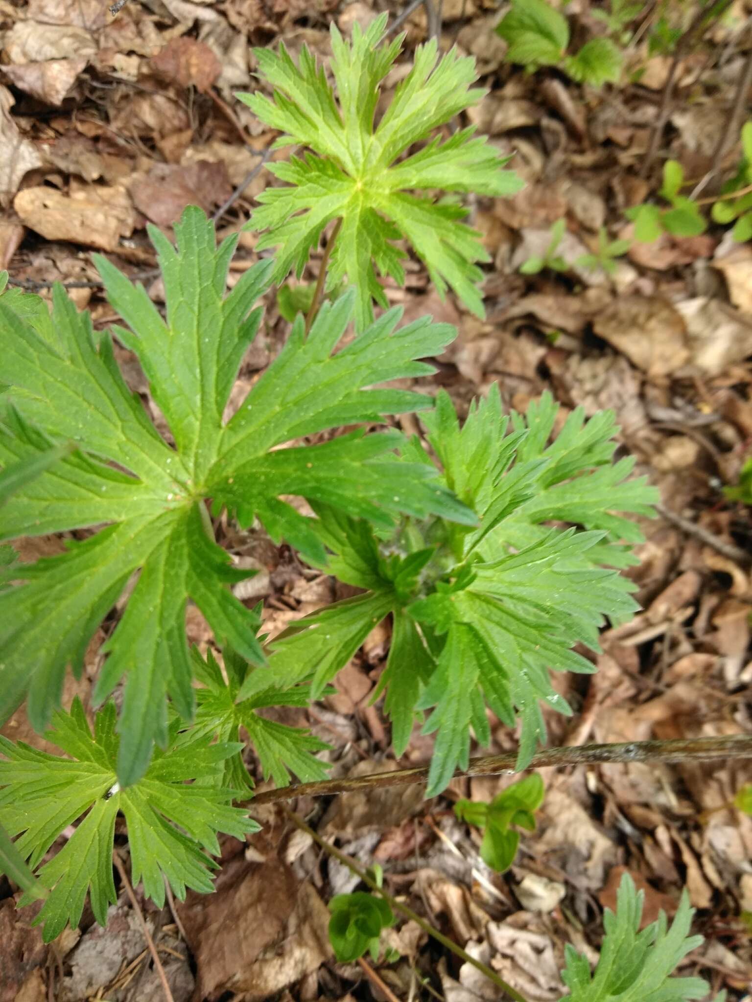 Imagem de Geranium erianthum DC.