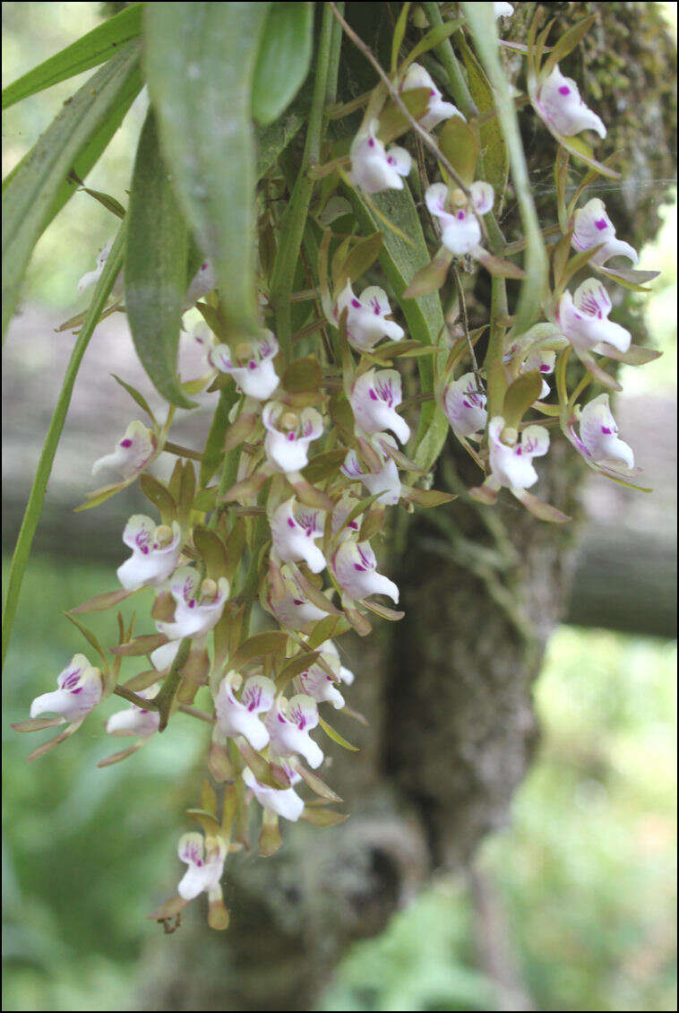 Image of Butterfly orchid