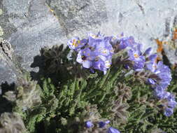 Image of sticky polemonium