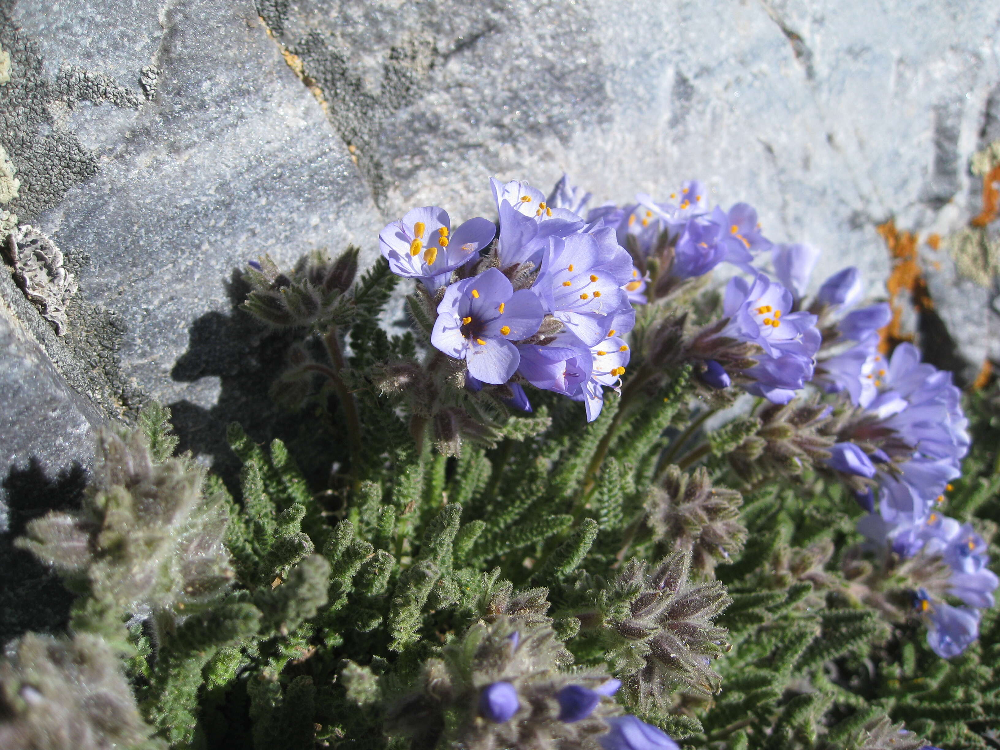 Image of sticky polemonium