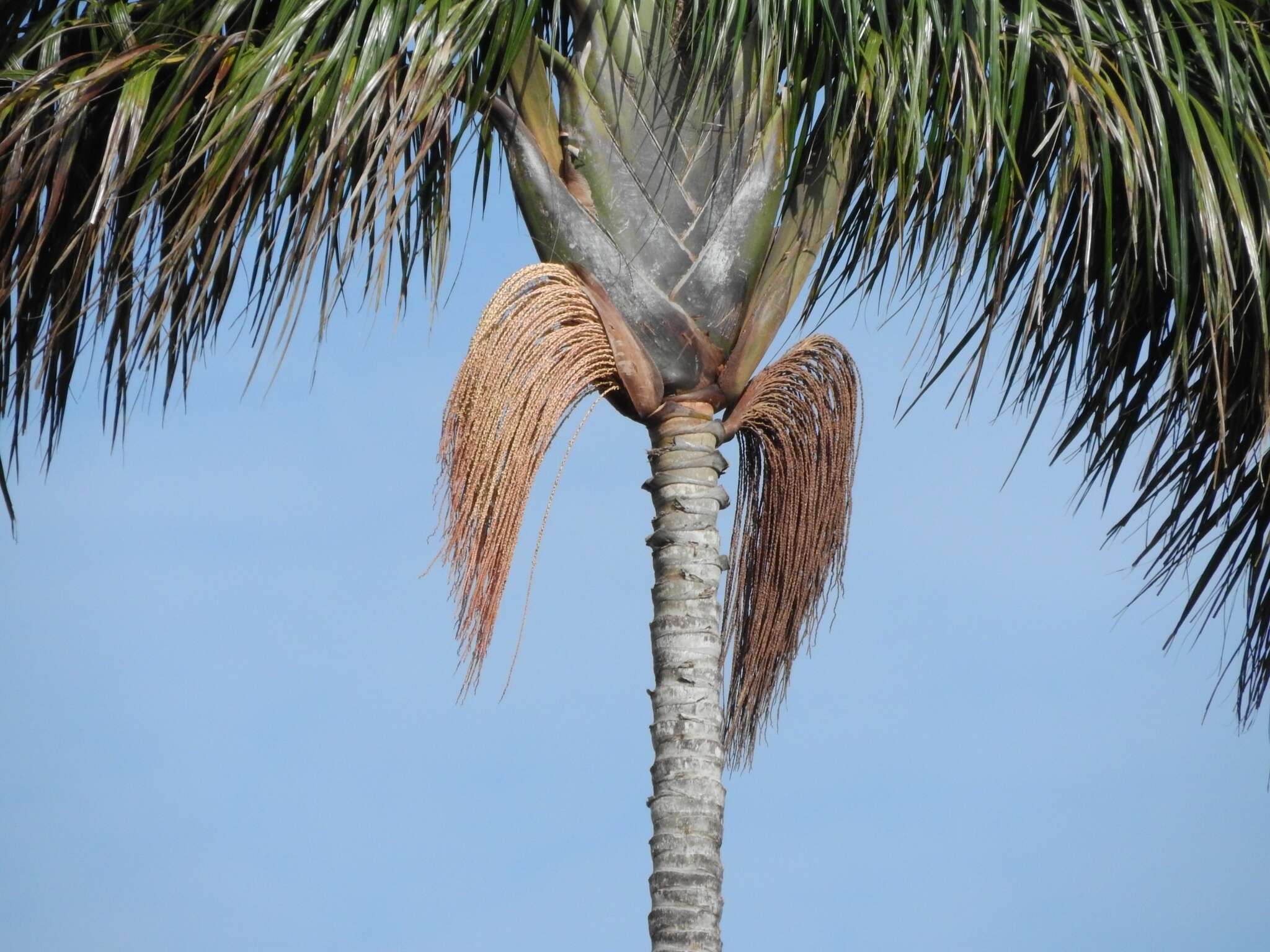 Image de Oenocarpus bacaba Mart.