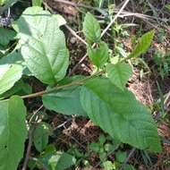 Image of Alnus acuminata subsp. glabrata (Fernald) Furlow