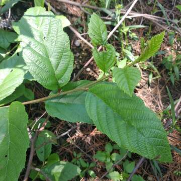 صورة Alnus acuminata subsp. glabrata (Fernald) Furlow