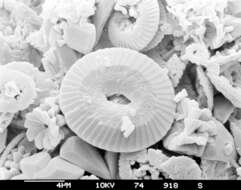 Image of Coccolithaceae