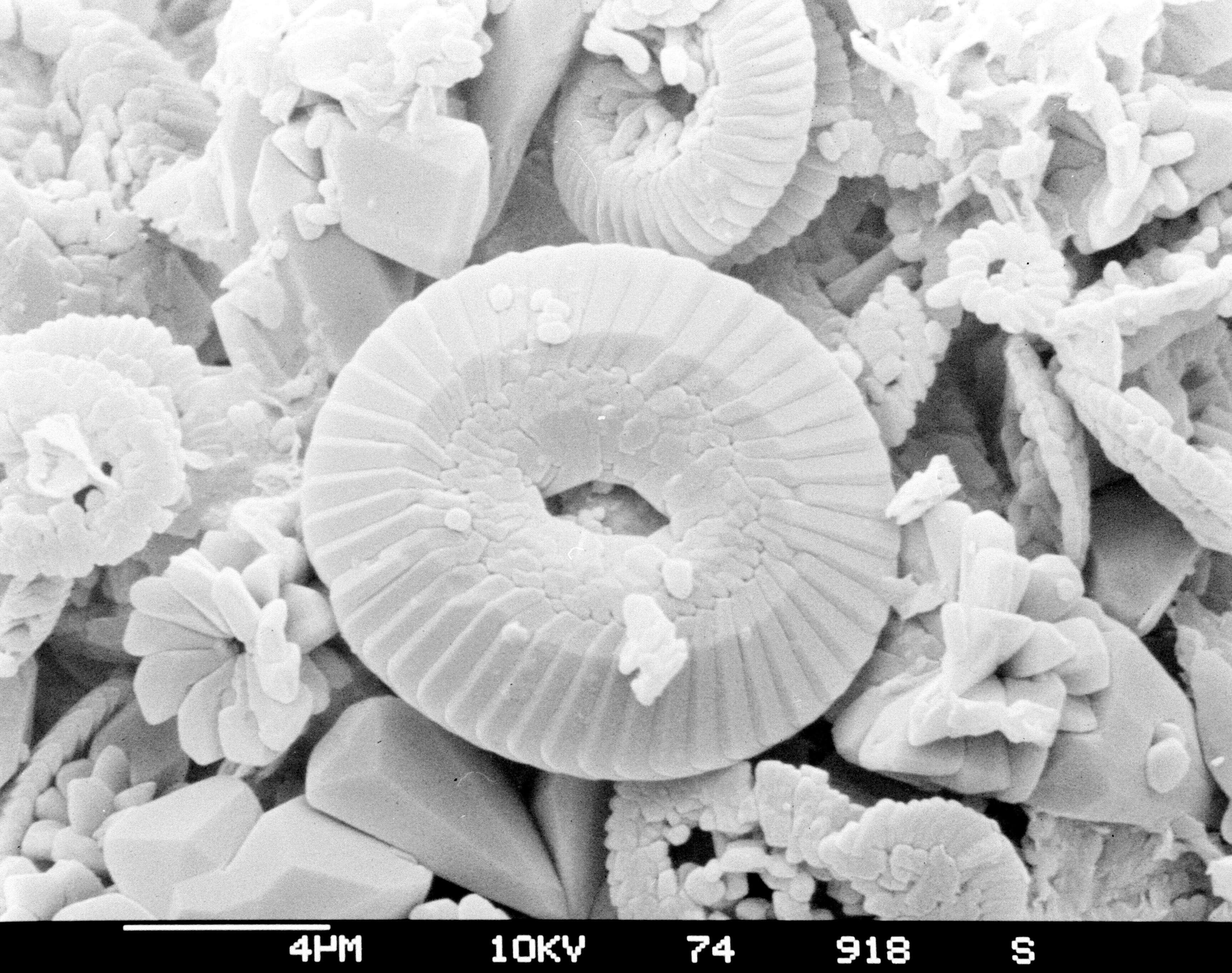 Image of Coccolithaceae