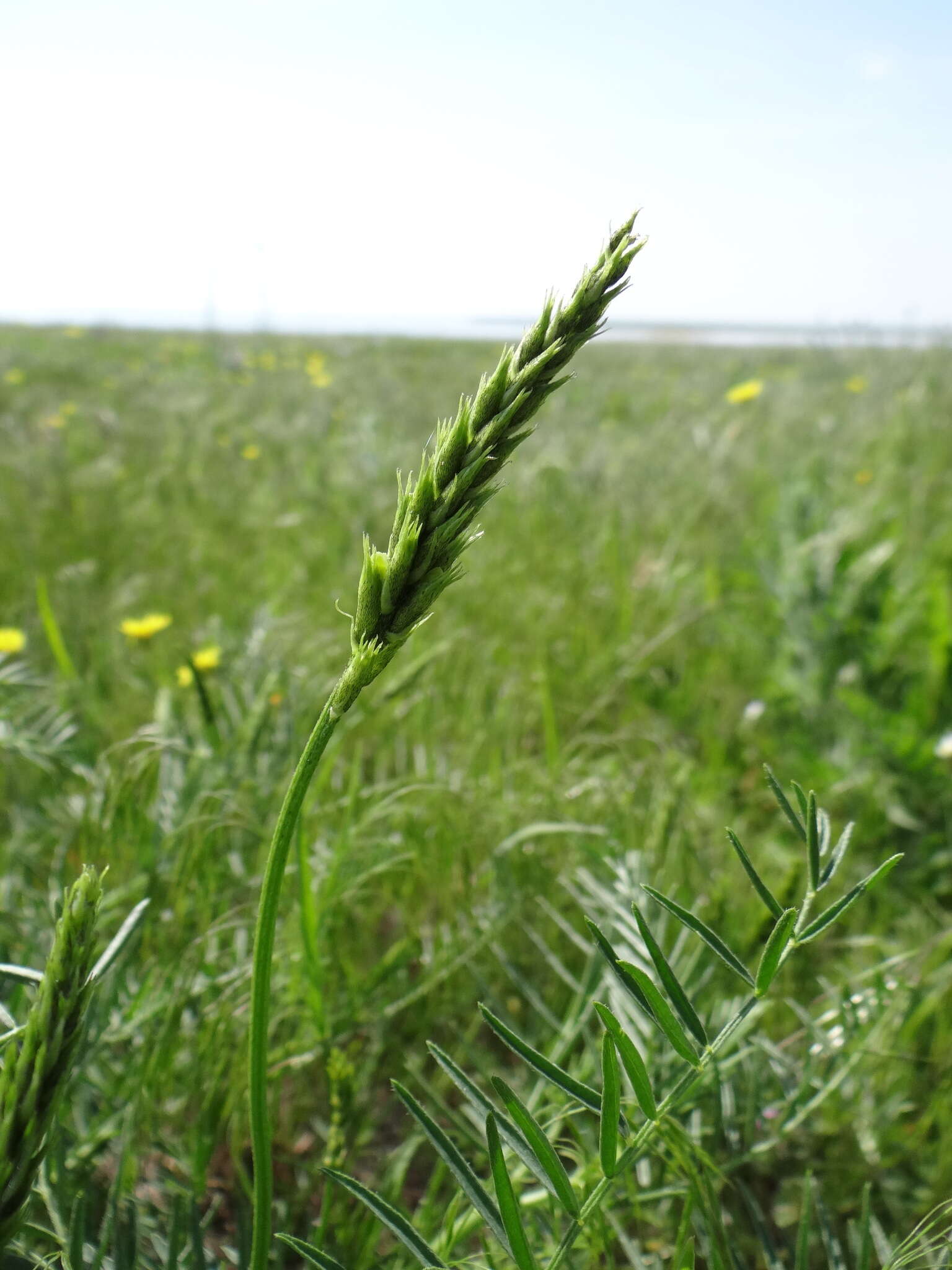 Imagem de Astragalus asper Jacq.