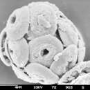 Imagem de Coccolithales