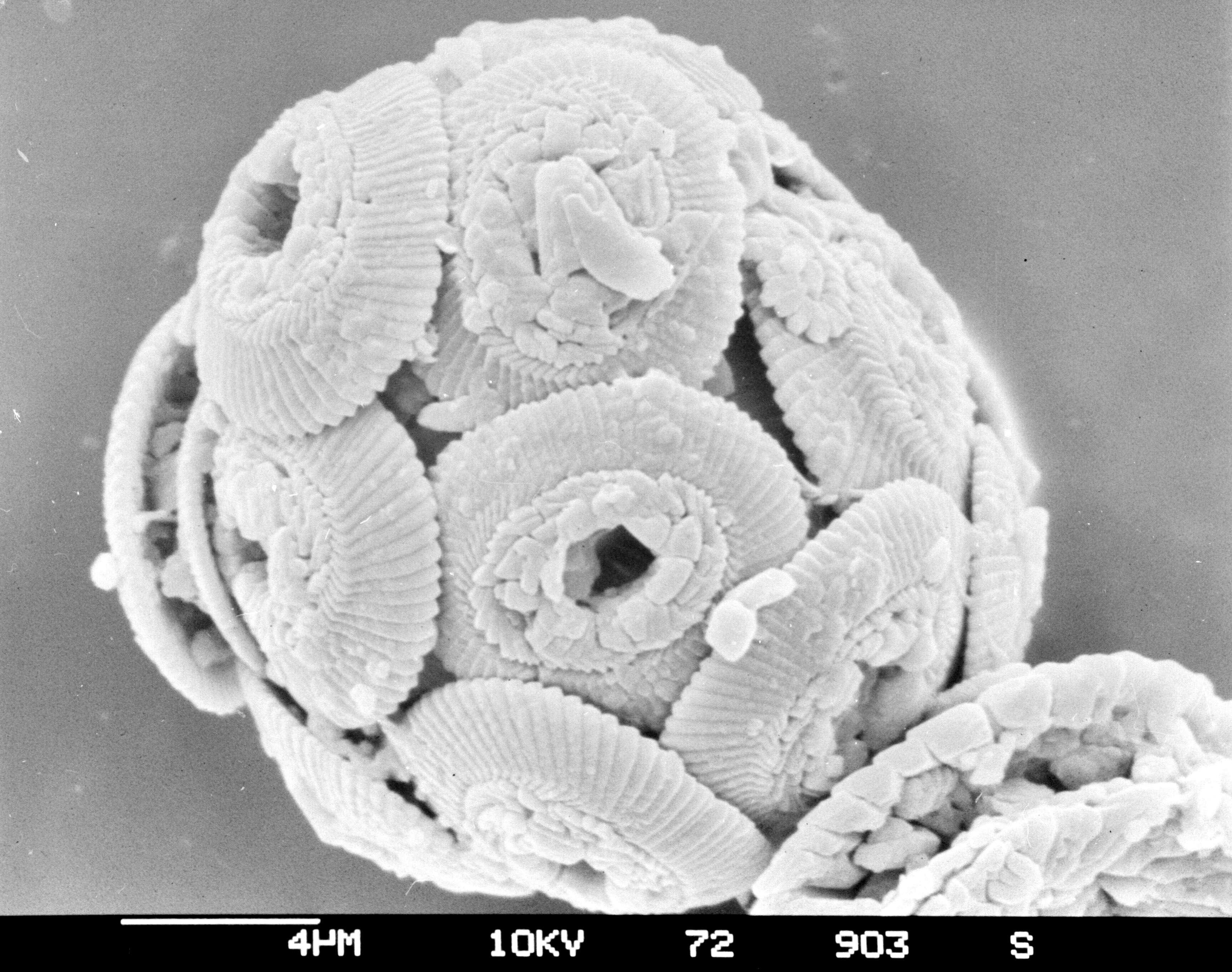 Image of Coccolithales