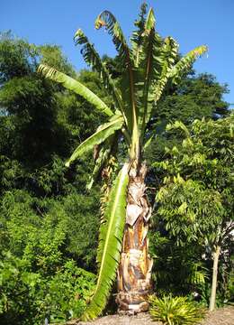 Plancia ëd Ensete ventricosum (Welw.) Cheesman