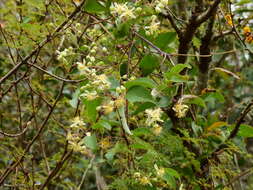 Imagem de Clematis bonariensis Juss. ex DC.