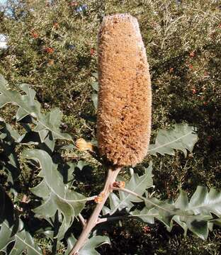 صورة Banksia solandrii