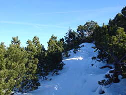 Image of Mountain Pine