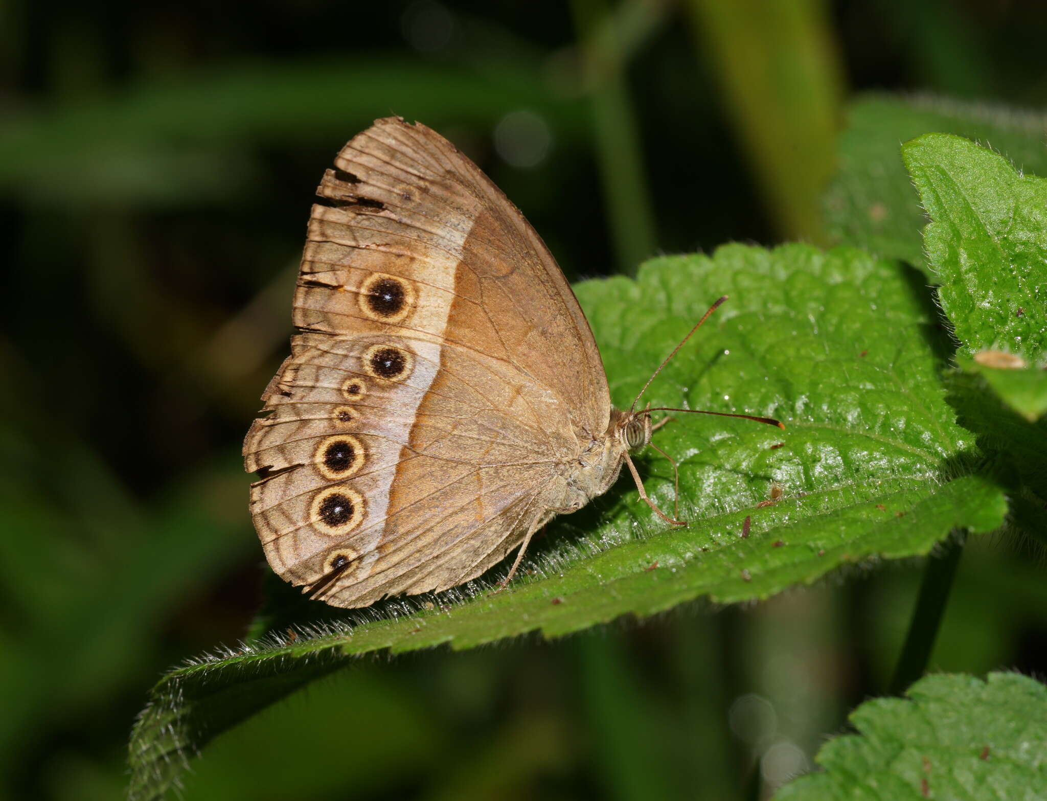 Image of Orange Bush-brown