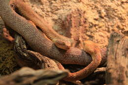 Imagem de Atheris squamigera (Hallowell 1854)