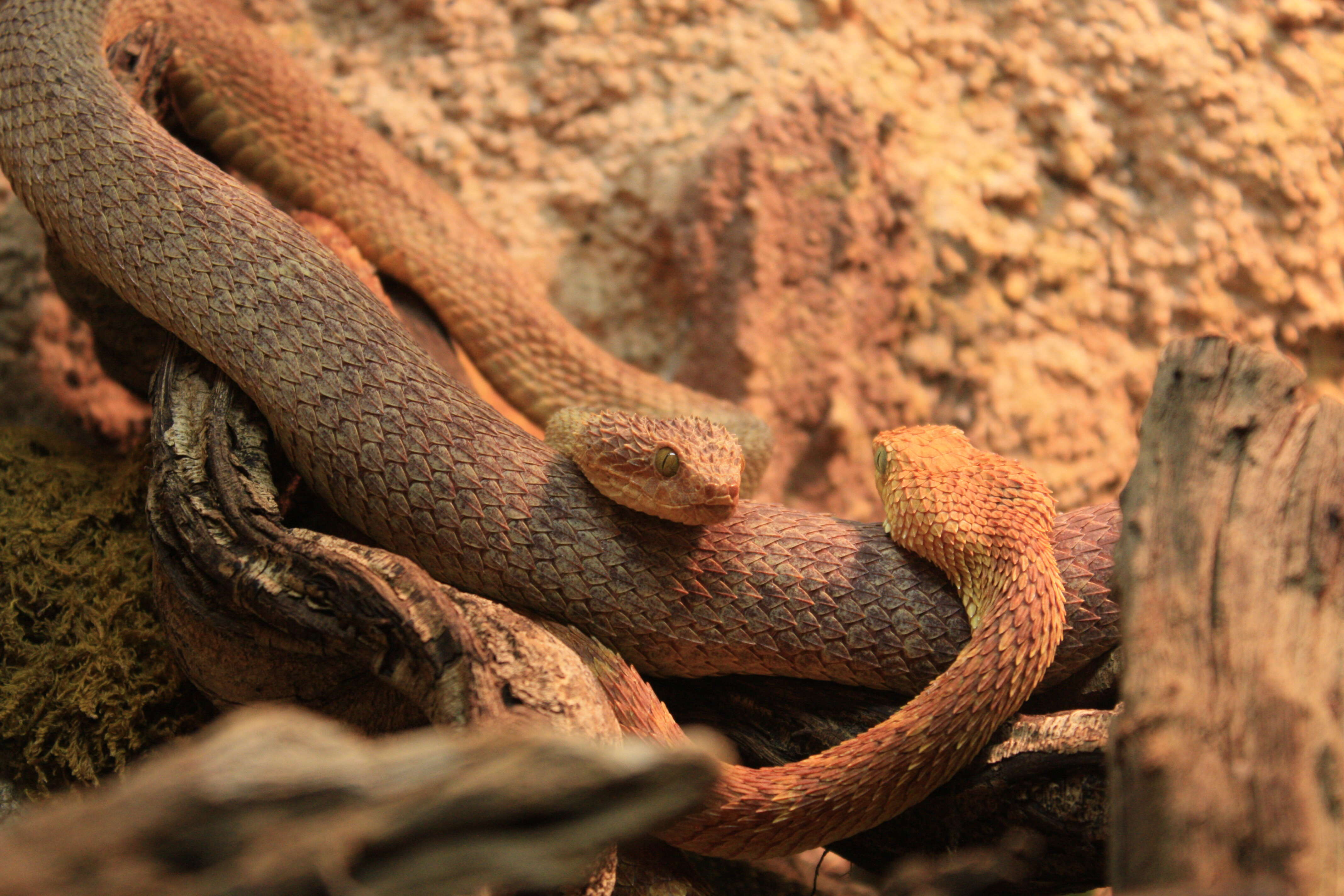 Imagem de Atheris squamigera (Hallowell 1854)