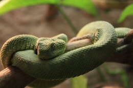 Imagem de Atheris squamigera (Hallowell 1854)