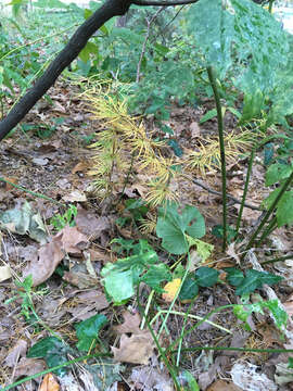 Plancia ëd Pseudolarix amabilis (J. Nelson) Rehd.