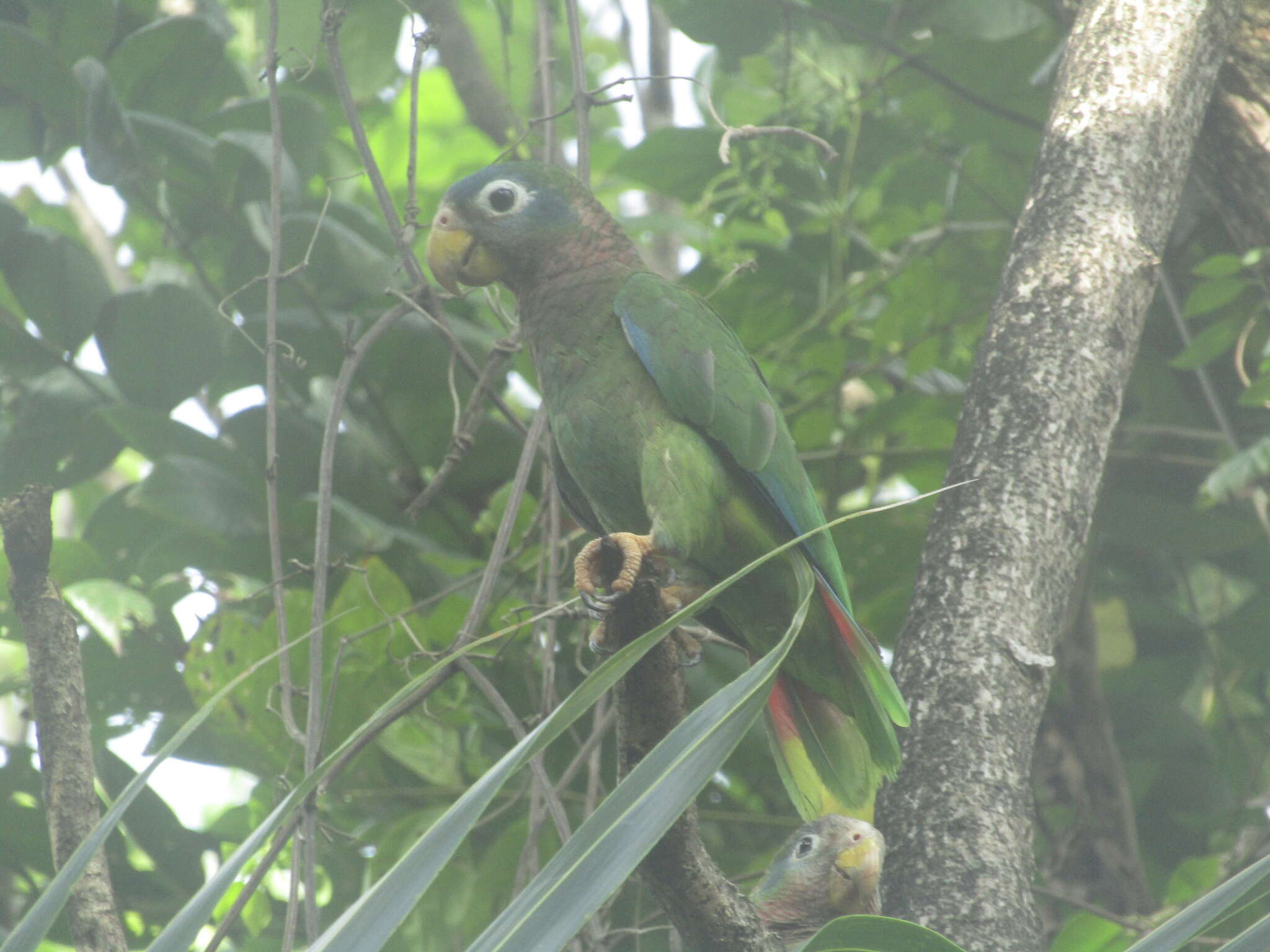 Image of Yellow-billed Amazon