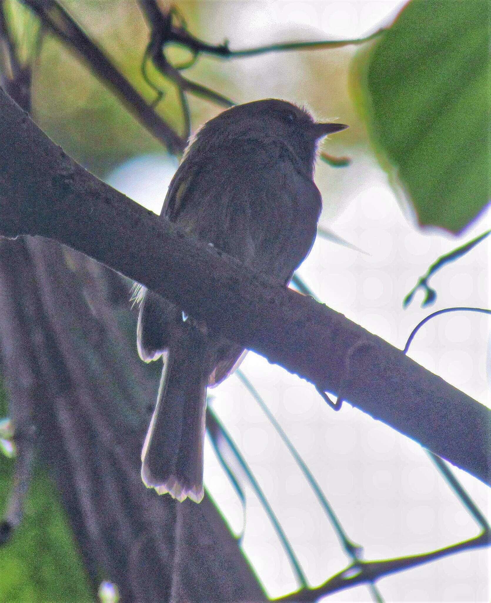 Image of Drab-breasted Bamboo Tyrant