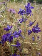 Image of Delphinium pentagynum Lam.