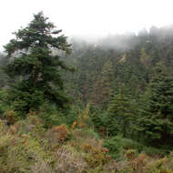 Image of Spanish Fir