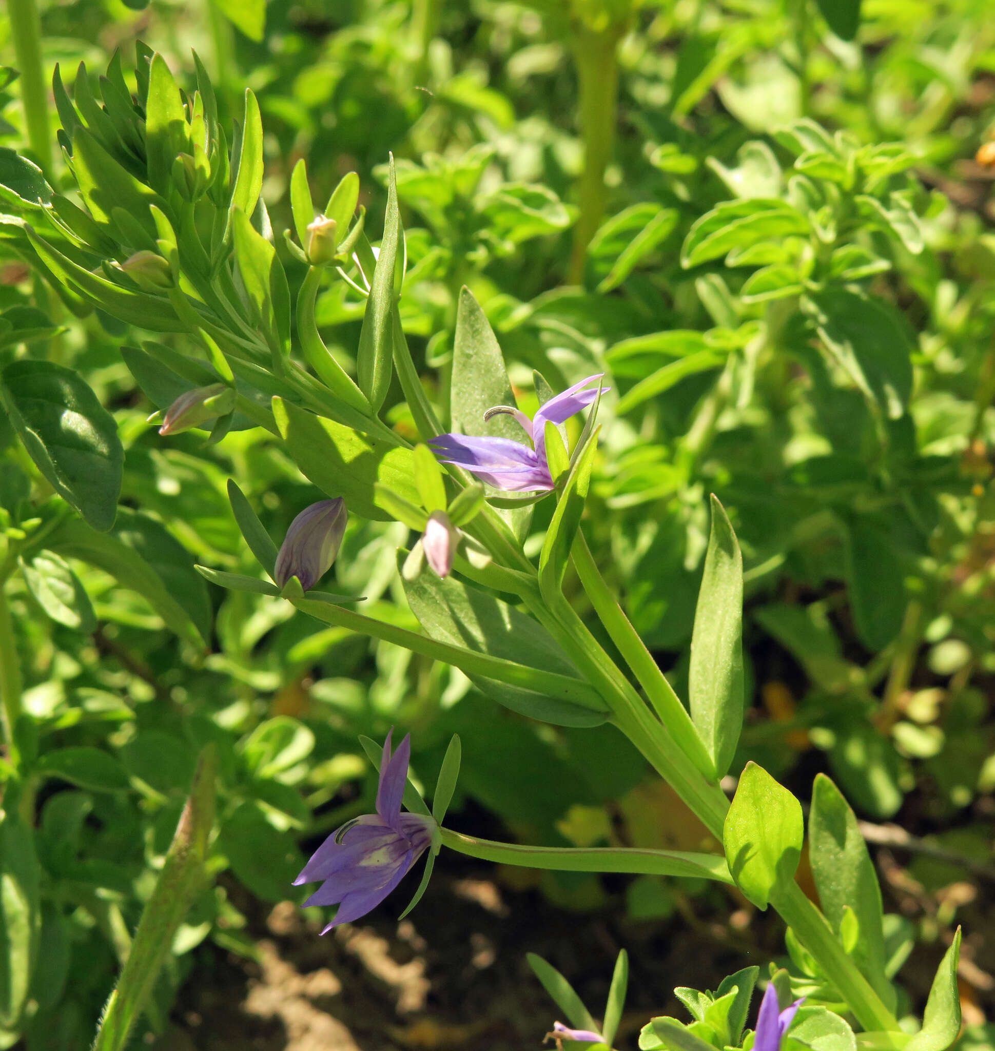 Image of elegant calicoflower