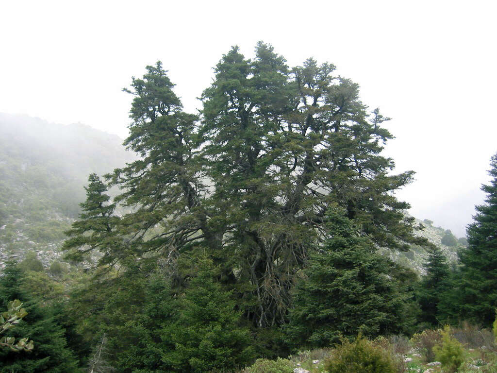 Image of Spanish Fir