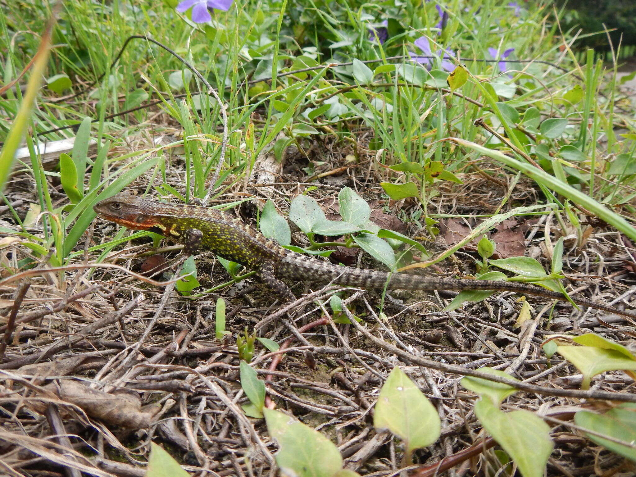 Image of Duméril's Whorltail Iguana