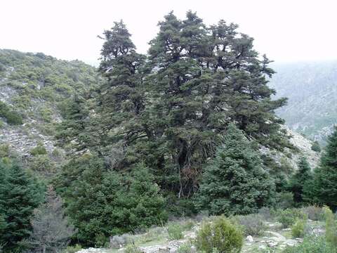 Image of Spanish Fir