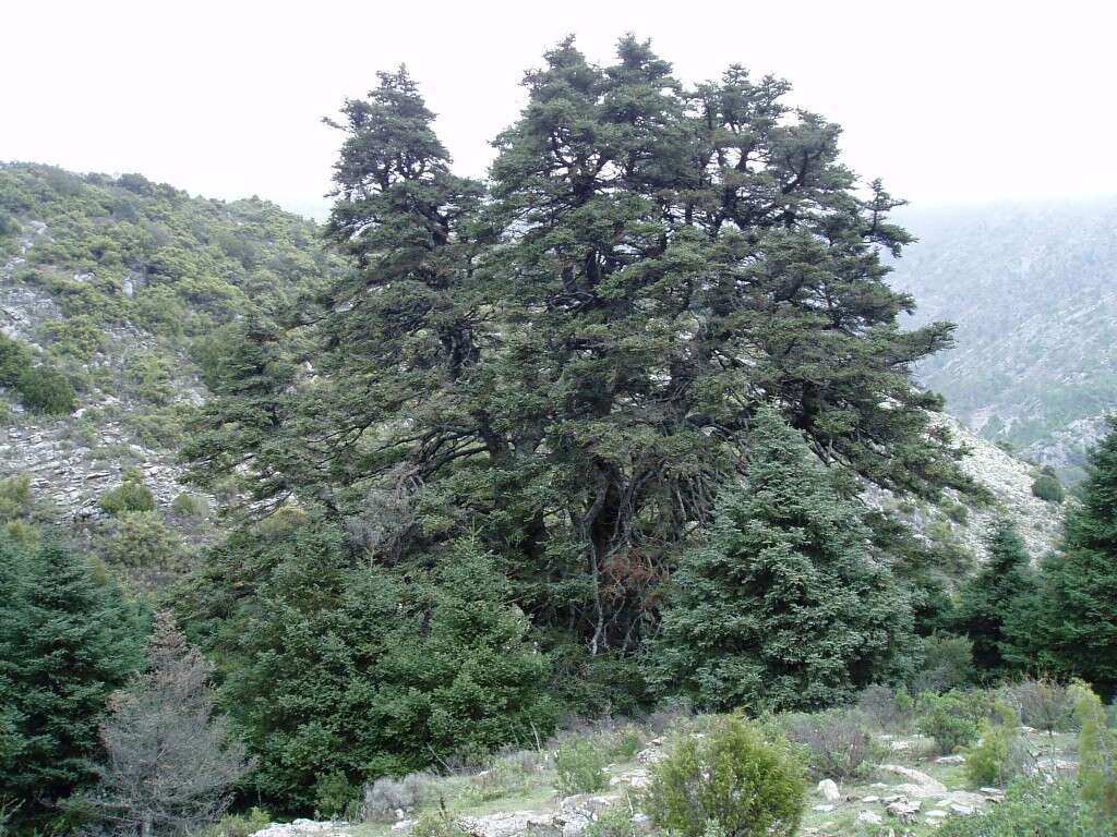 Image of Spanish Fir