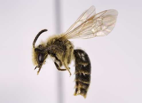 Image of Andrena imitatrix Cresson 1872