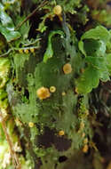 Image de Coenogonium luteum (Dicks.) Kalb & Lücking