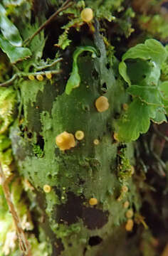 Sivun Coenogonium luteum (Dicks.) Kalb & Lücking kuva