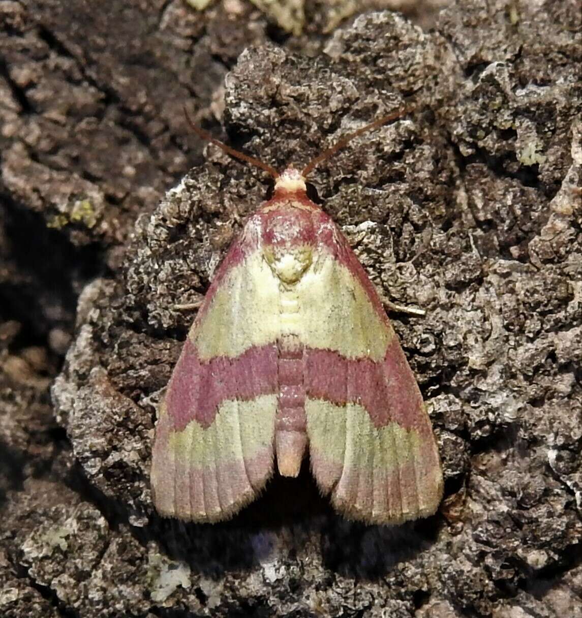 Imagem de Phoenicophanta bicolor Barnes & McDunnough 1916