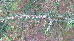 Image of Hemlock Woolly Adelgid