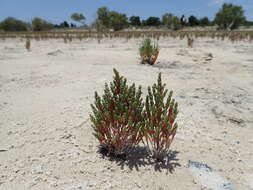 Image of Salicornia perrieri A. Chev.