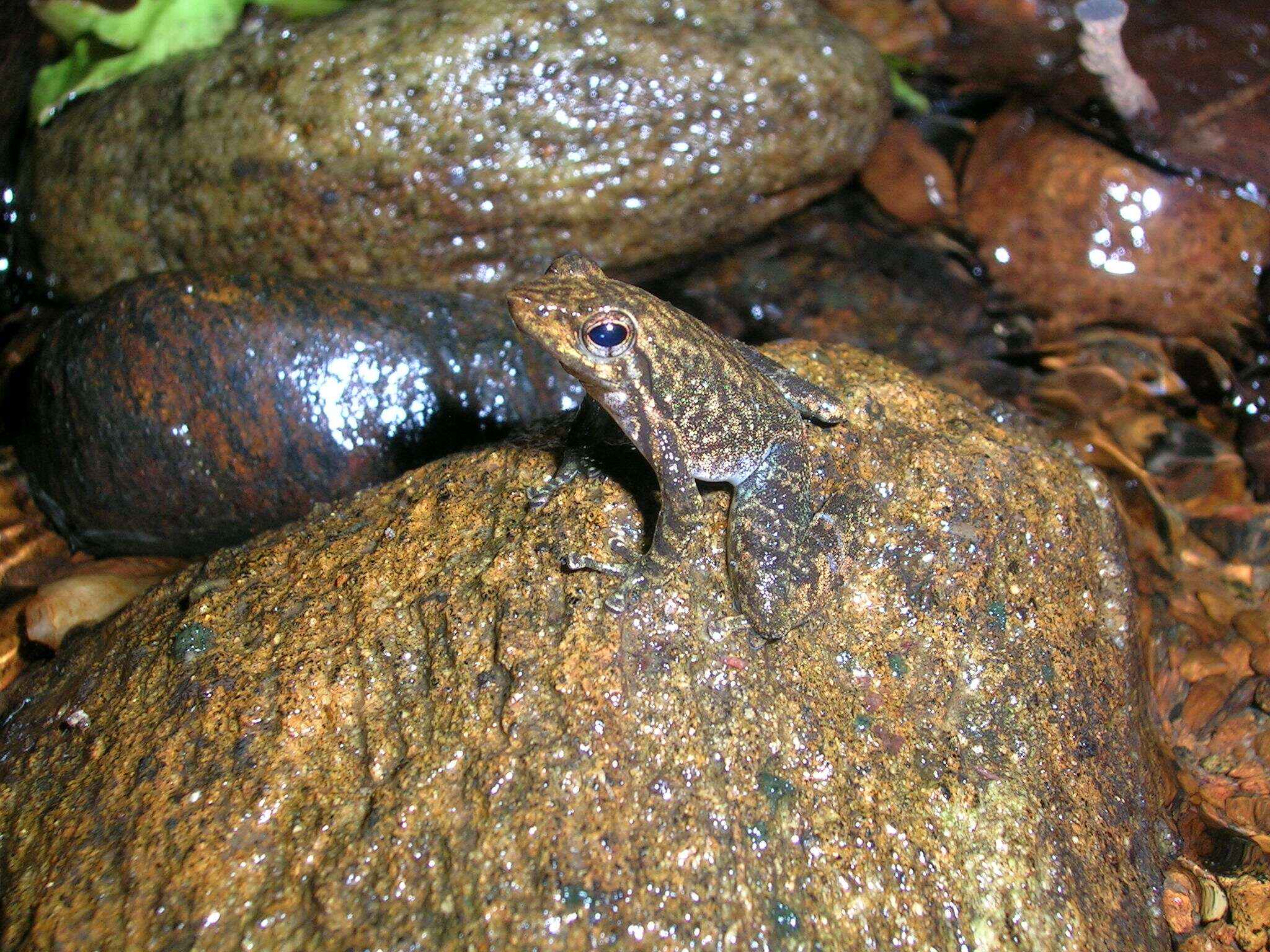 Image of Black Torrent Frog