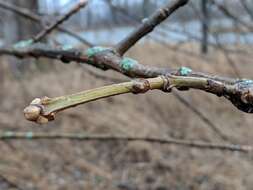 Image of blue ash