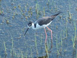 Image of Himantopus Brisson 1760