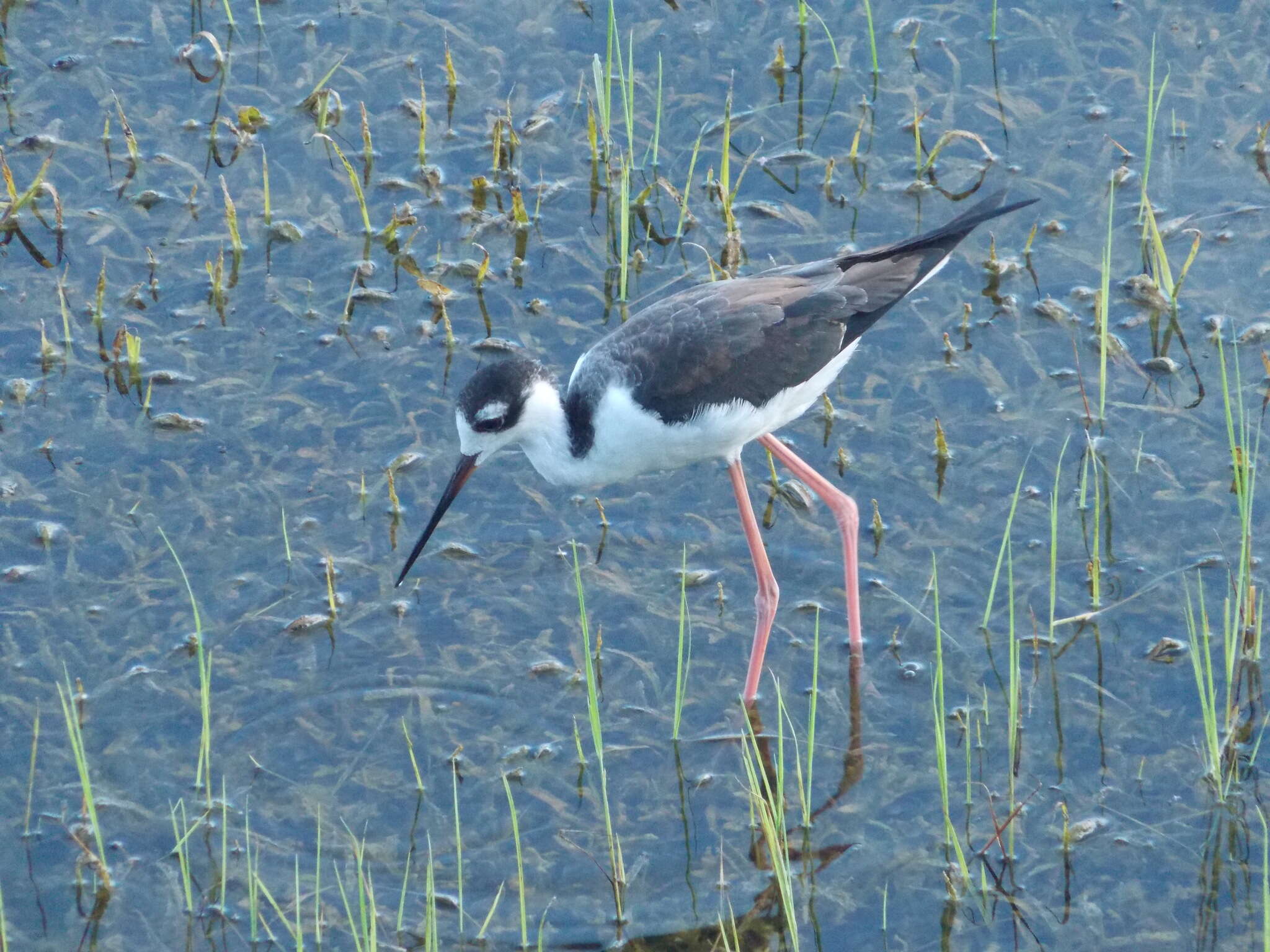 Image of Himantopus Brisson 1760