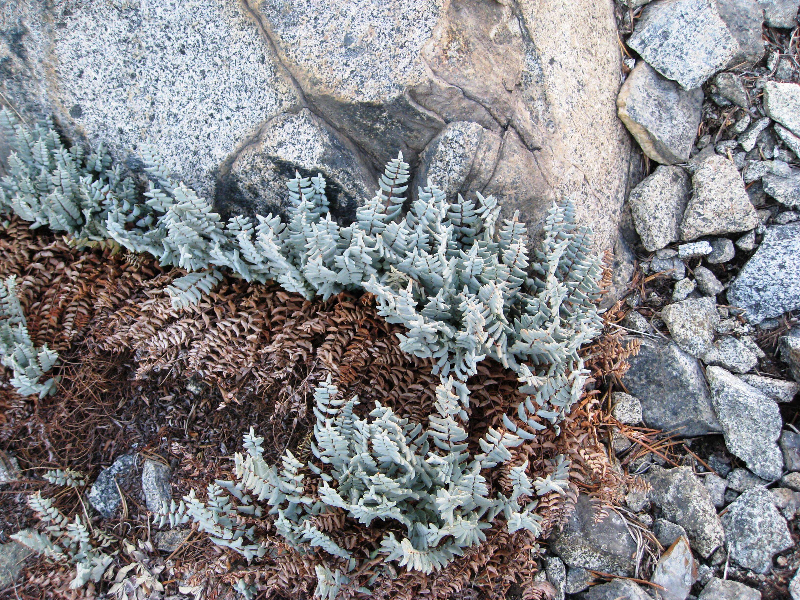 Слика од Pellaea bridgesii Hook.