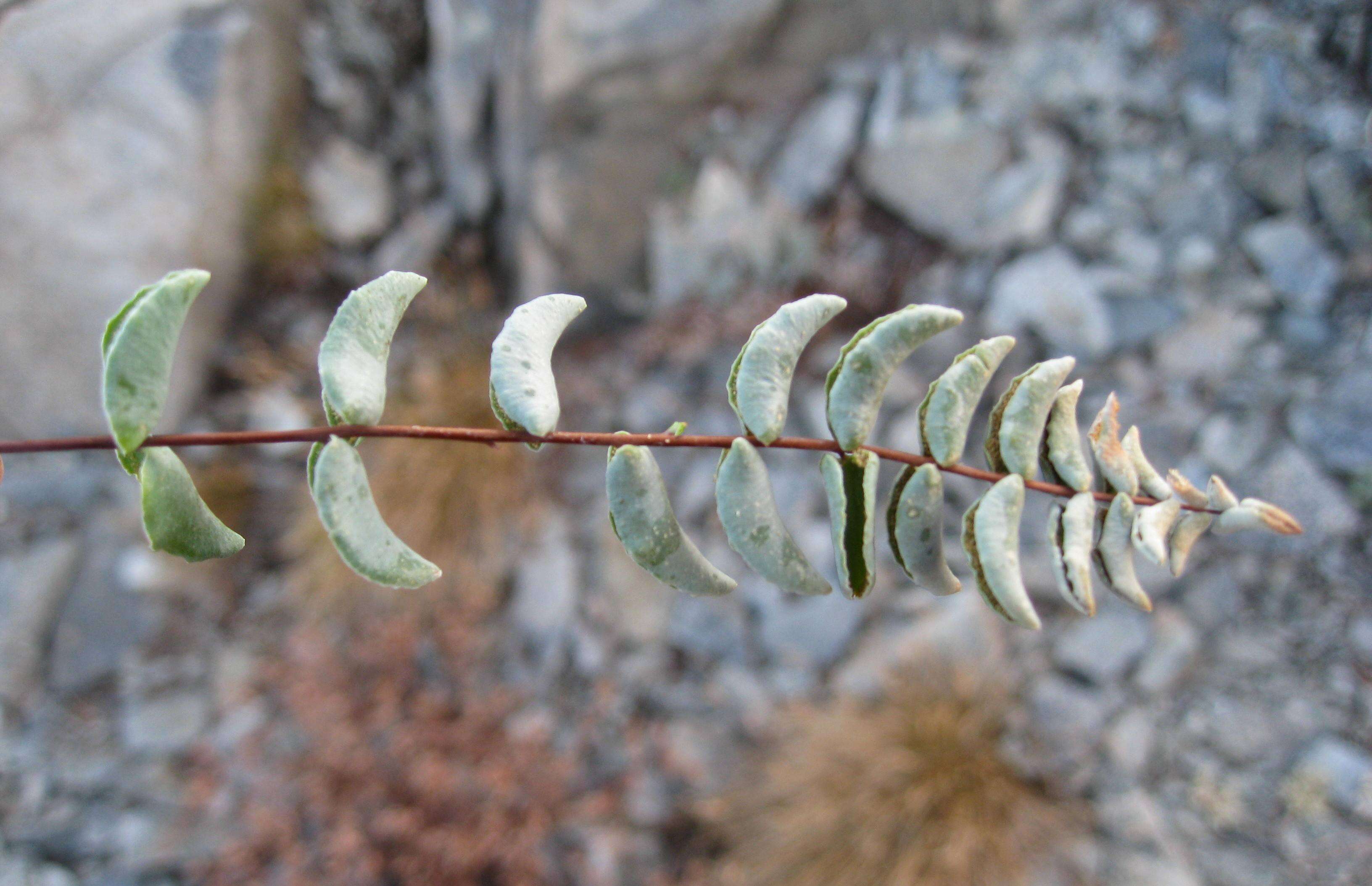 Слика од Pellaea bridgesii Hook.