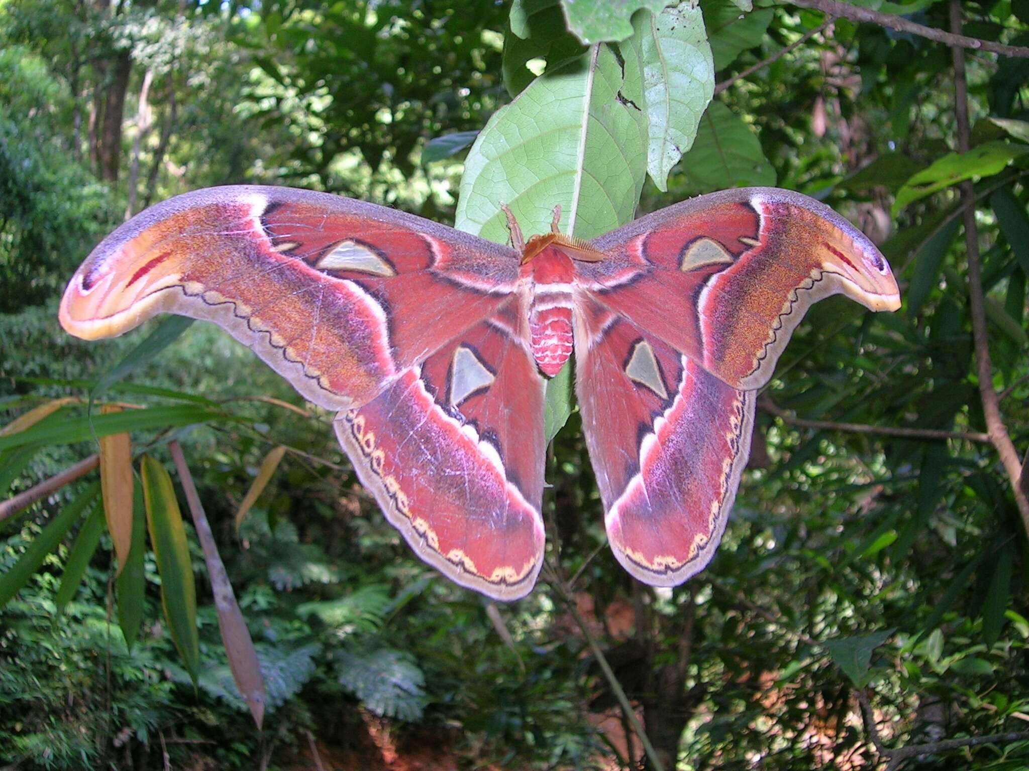 Image de Attacus atlas (Linnaeus 1758)