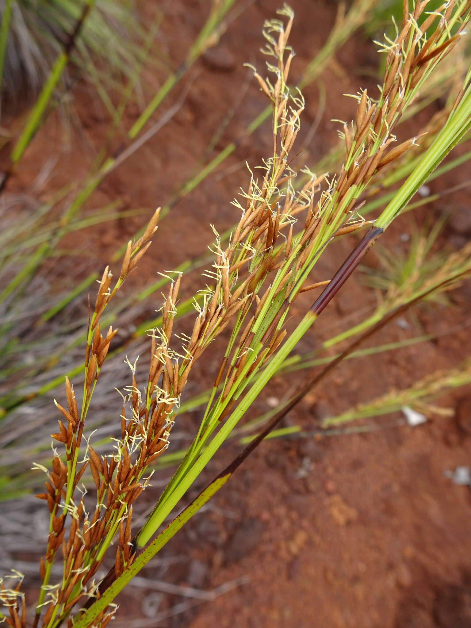 صورة Costularia comosa (C. B. Clarke) Kük.