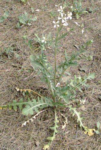 Image of wild radish