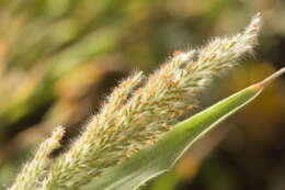 صورة Panicum torridum Gaudich.