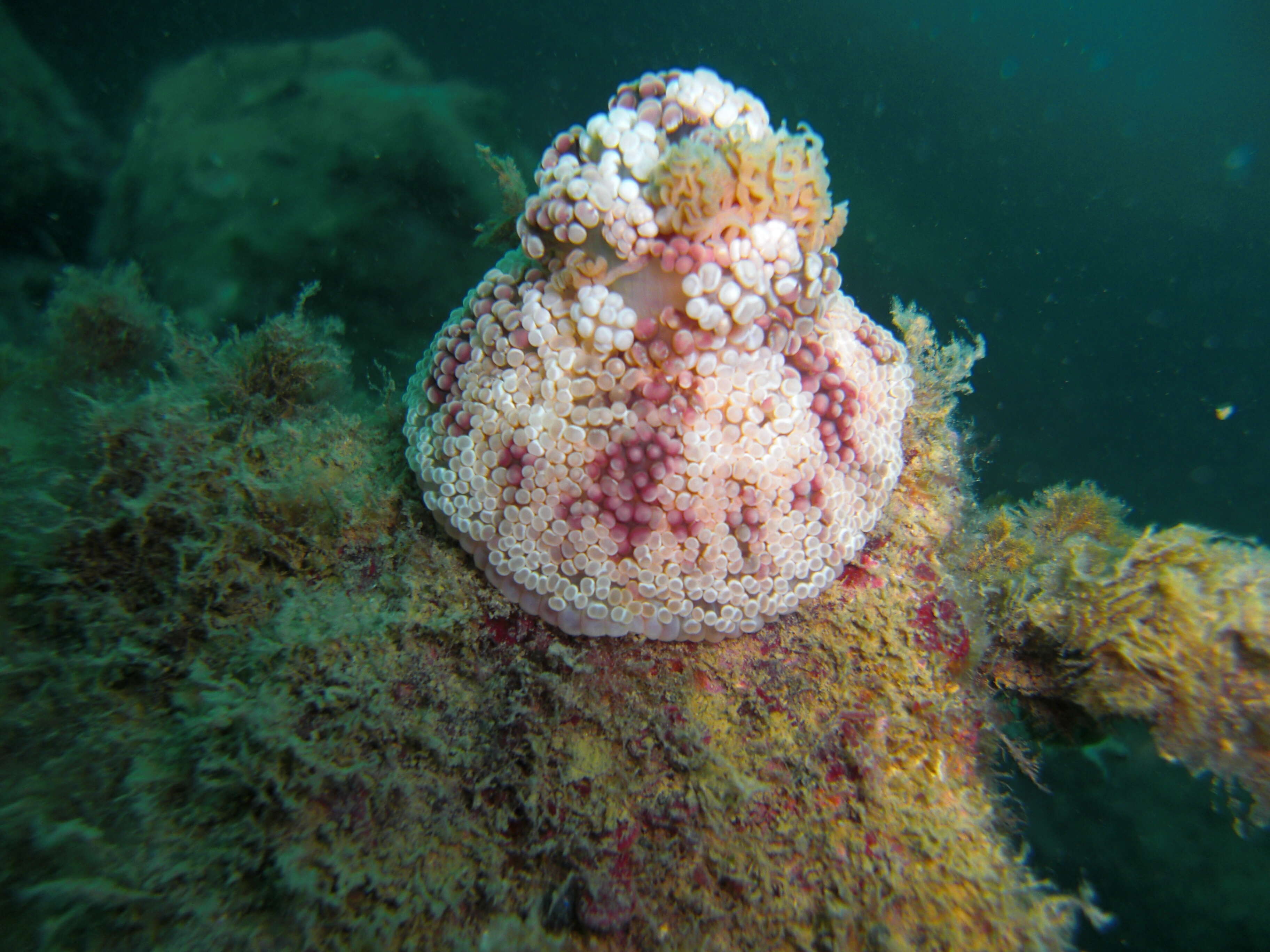 Image of Berried anemone