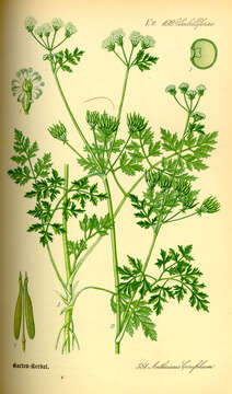 Image of garden chervil