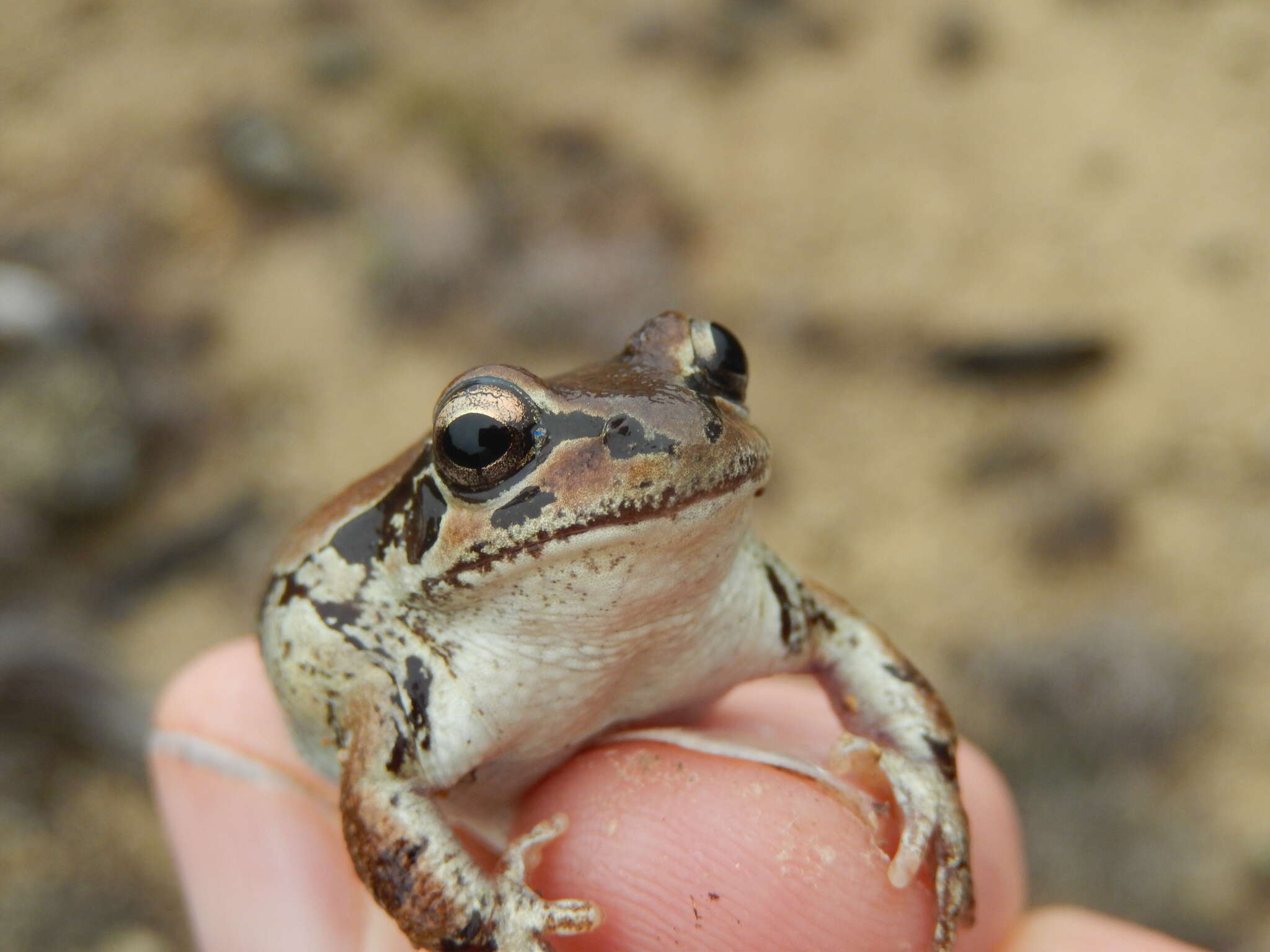 Image of Strecker's Chorus Frog