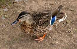 Image of Common Mallard